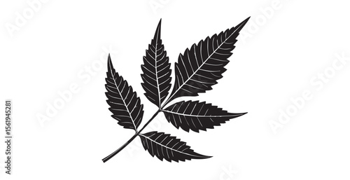 Detailed black and white silhouette of a compound leaf with intricate vein patterns
