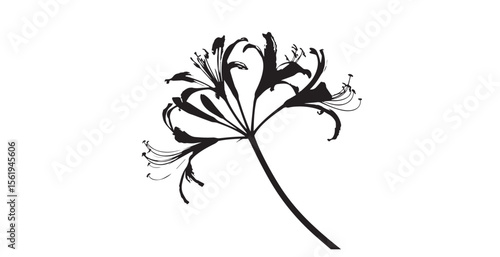 Elegant agapanthus flower silhouette against a bright white background
