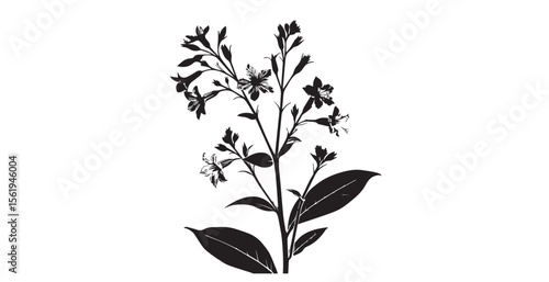 Detailed black and white botanical illustration of a flowering plant silhouette