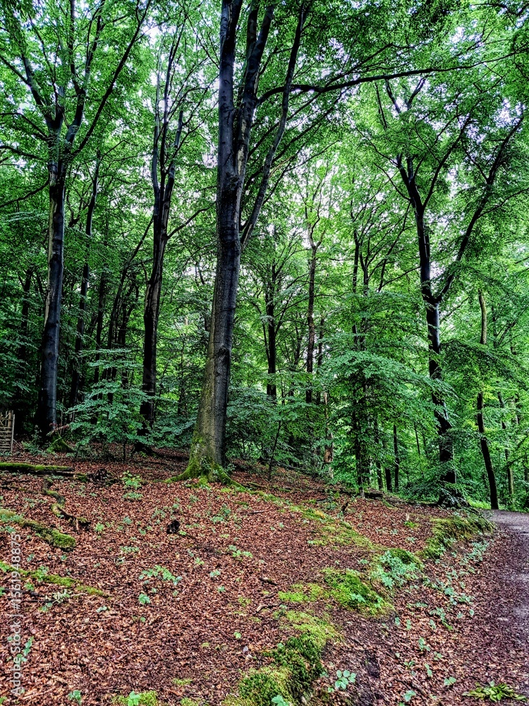 Obraz premium Deciduous green forest after rain.