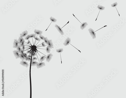 Vector illustration dandelion seed blowing in the wind. Dandelion on a white background.