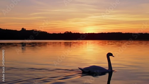 Swan on lake at sunset