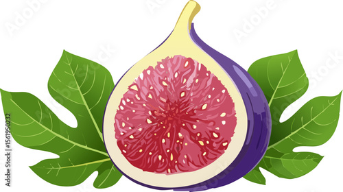 Fig Fruit Vector – Fresh Purple Fig with Leaves and Sliced Section