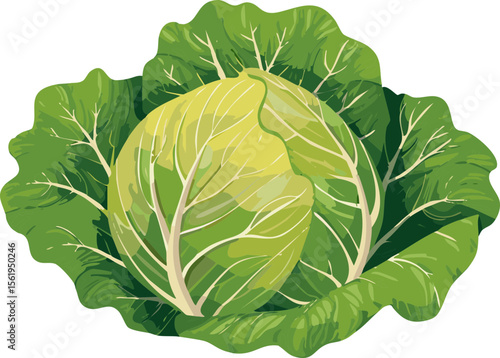 Cabbage Illustration – Fresh Green Vegetable with Textured Leaves Vector