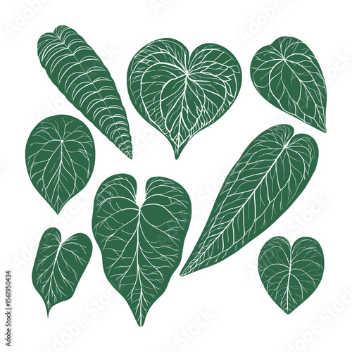 Collection of Anthurium Clarinervium Leaves with Deep Heart Shape, Velvety Dark Green Texture, and Striking White Vein Patterns, Varying in Size and Orientation for Unique Botanical Display