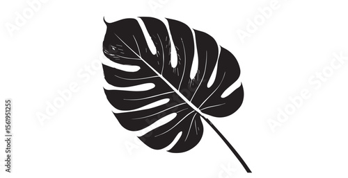 Monstera deliciosa leaf silhouette with detailed veins on white background