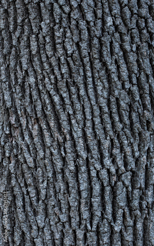 Tree trunk texture, dark brown or gray bark with deep stripes