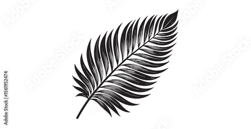 Elegant black palm frond leaf with delicate lines in silhouette
