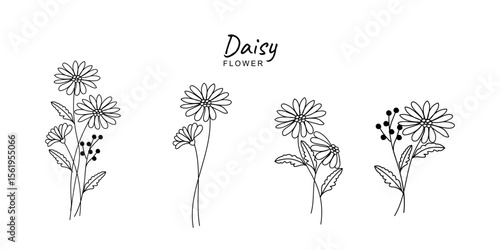 Daisy Line Art. Daisy outline Illustration. April Birth Month Flower. Daisy flower outline isolated on white. Hand painted line art botanical illustration.