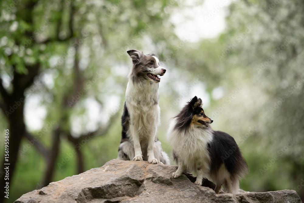 A merle Border Collie and a fluffy Sheltie are playfully standing on a rock in a lush green park. Flowers bloom, and trees surround the two furry friends in a bright spring atmosphere A merle Border Collie and a fluffy Sheltie are playfully standing on a rock in a lush green park. Flowers bloom, and trees surround the two furry friends in a bright spring atmosphere