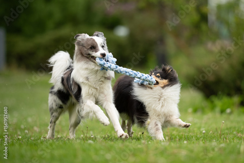 Photography Two energetic dogs, a merle border collie and a sheltie, joyfully tug at a rope
