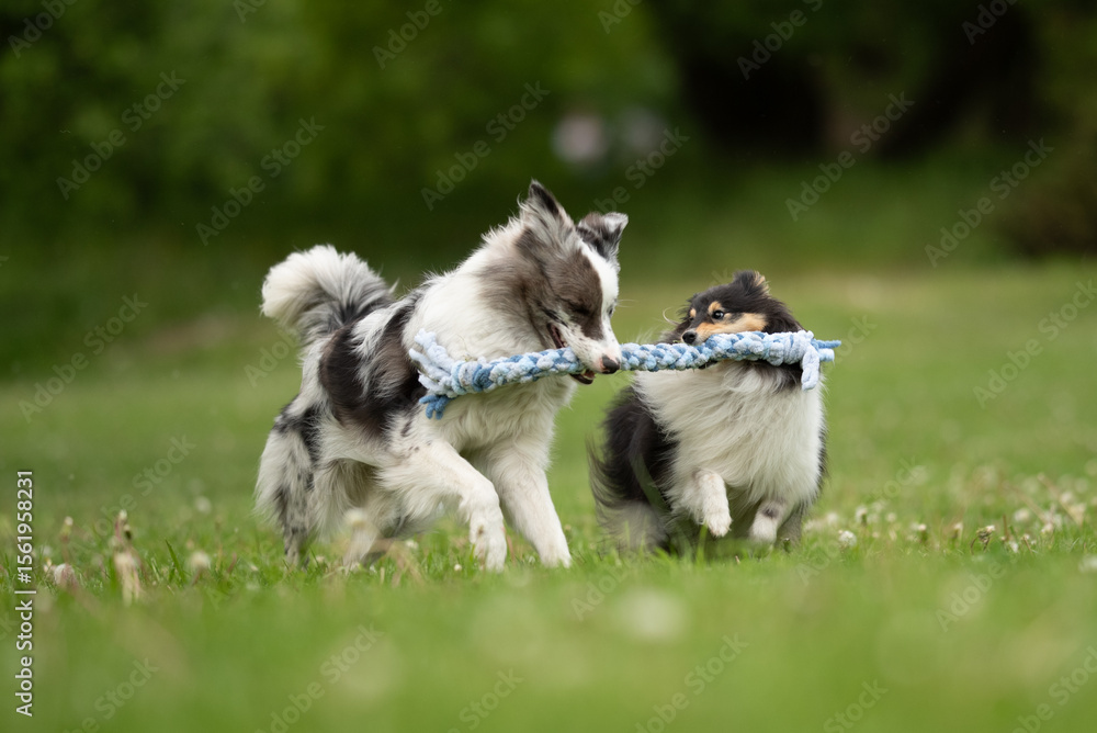Obraz premium A merle Border Collie and a fluffy Sheltie are enjoying a playful moment, tugging at a rope toy in a lush green park surrounded by blooming spring flowers