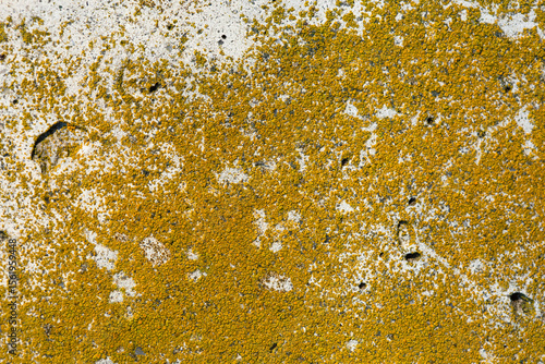 Yellow lichen texture on a concrete wall for background