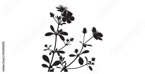 Delicate black wildflowers and buds on thin stems silhouette