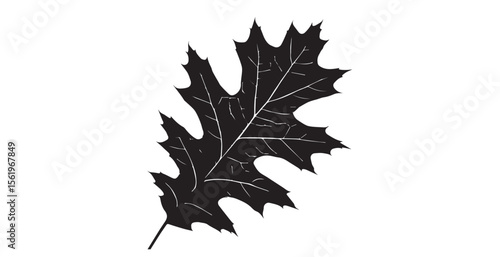 Detailed dark oak leaf with intricate veins against a bright white background silhouette