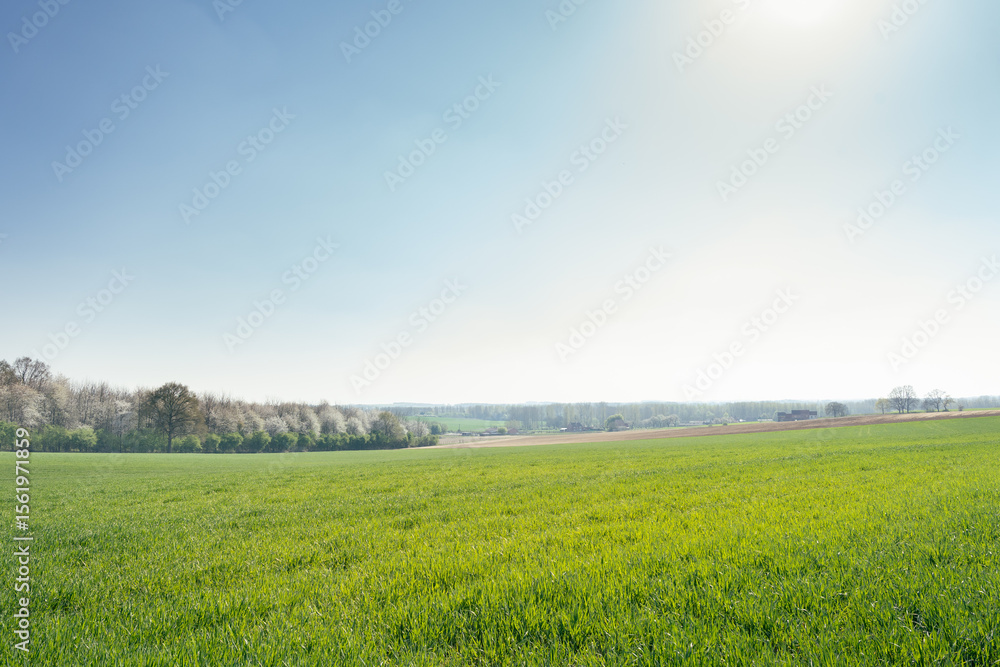 Fototapeta premium Peaceful rolling field of green grass under a clear sky in the Limburg countryside, evoking the calm and openness of rural Belgium in spring.