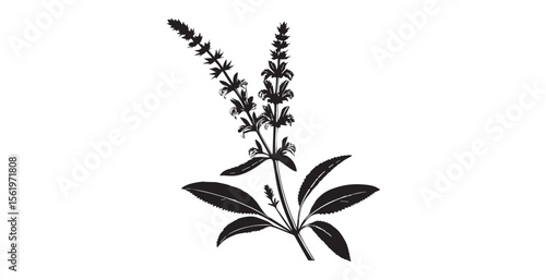 Detailed botanical illustration of a sage plant with flowers and leaves silhouette