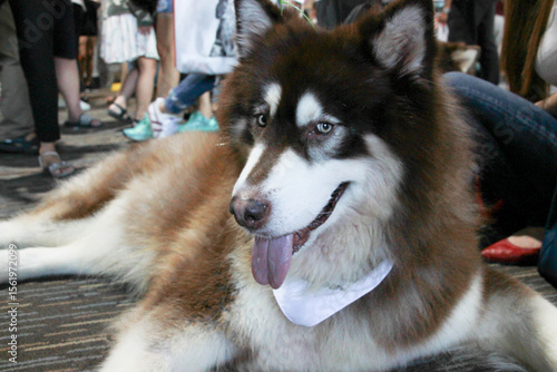 An old elderly Alaskan Malamute Siberian Husky is tongue out sitting on the ground 