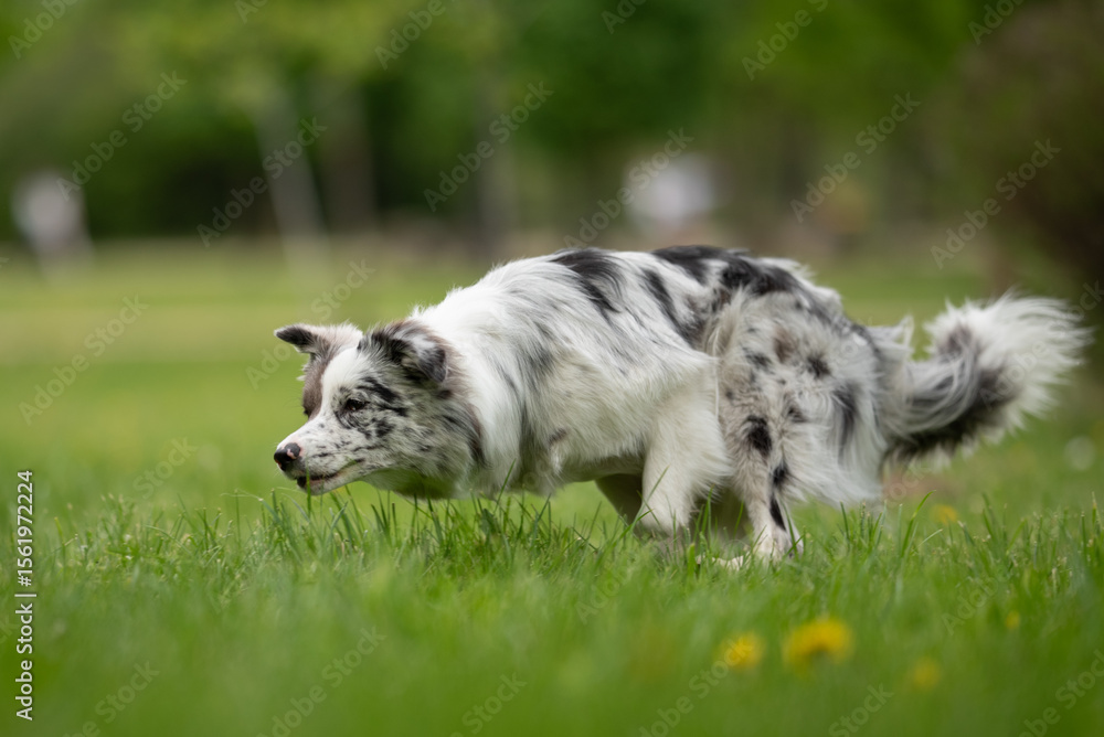 Obraz premium A lively merle border collie moves through green grass in a park, embracing the joy of spring. With its unique coat and striking eyes, the dog showcases playful energy and curiosity