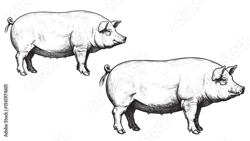 Farm pig drawn in bold engraving line style with vintage rustic appearance