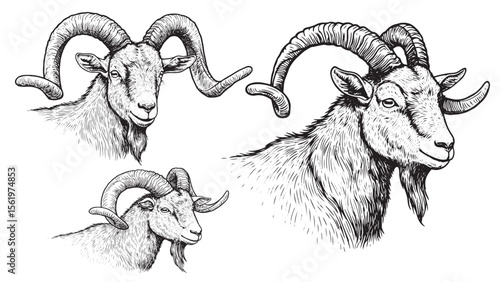 goat in vintage engraving style with curved horns