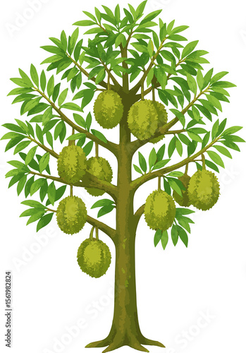 A detailed and realistic vector illustration of a tropical durian tree with lush green foliage and multiple ripe.