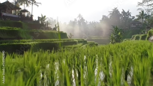 Peaceful countryside landscape showing green rice fields with morning mist and soft sunlight filtering through trees and traditional huts.