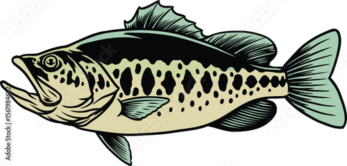 Fish vector illustration in realistic style