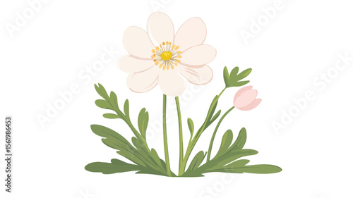 Delicate Snowdrop Anemone Windflower Wild Flower Image