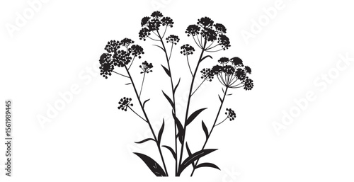 Delicate black silhouette of wildflowers with detailed umbel flower heads
