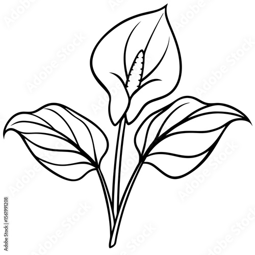 Peace Lily line art vector