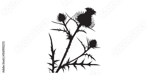 Dramatic black silhouette of a thorny thistle plant with multiple flower heads silhouette
