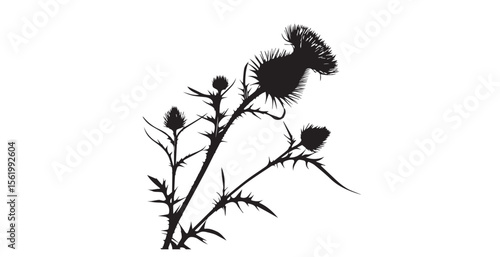 Detailed black silhouette of a thistle plant with spiky stems and flowers