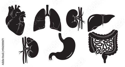Human internal organs black silhouette on white background