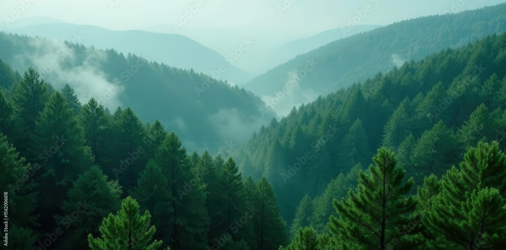 Fototapeta premium Dense evergreen canopy shrouded in mist, aerial view , woods, drone