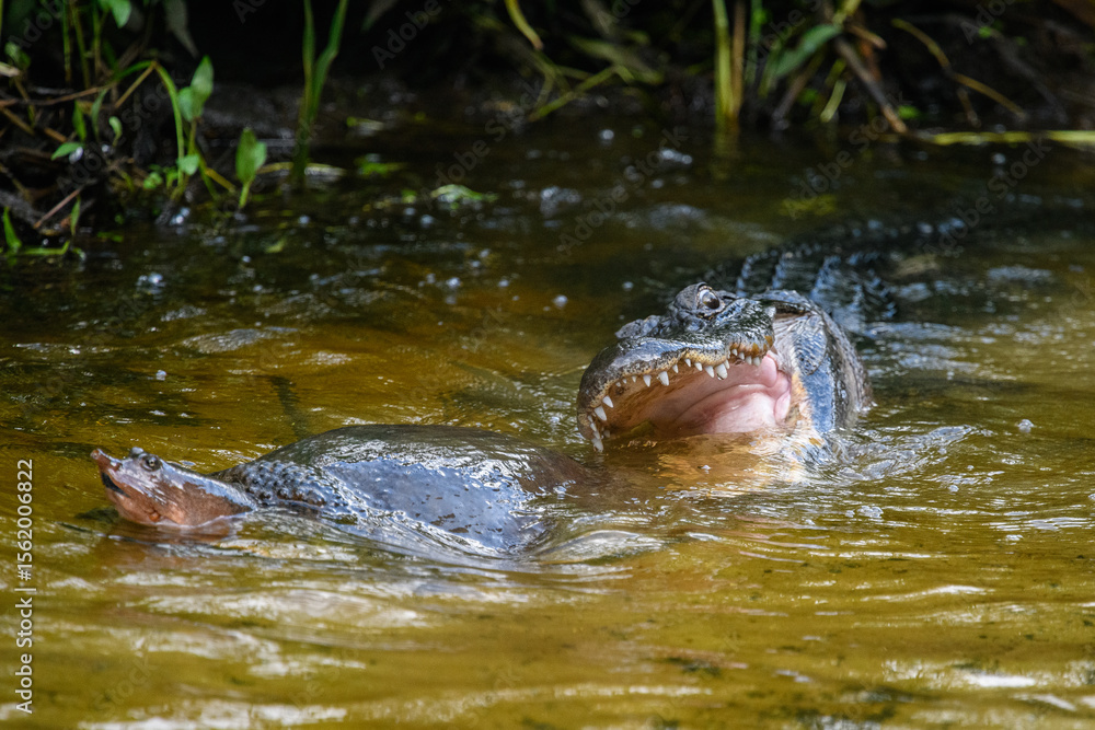 Fototapeta premium Alligator attacking a Florida Softshell Turtle