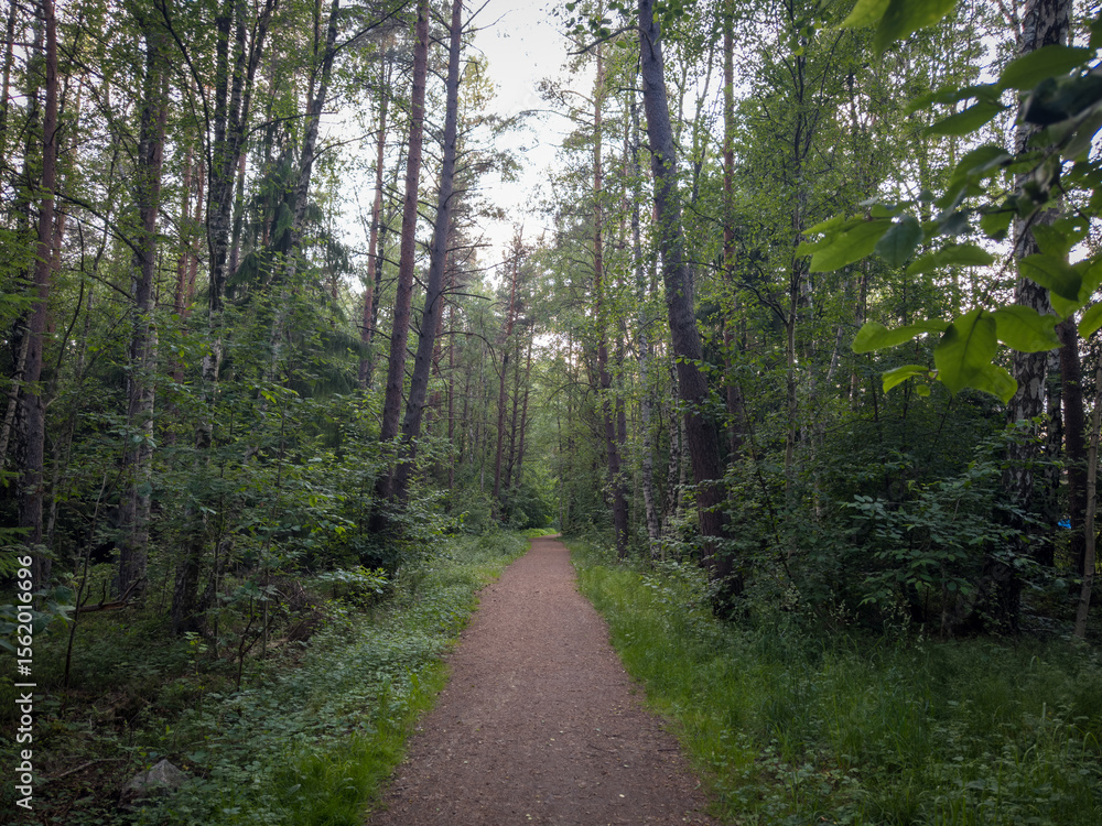 Obraz premium Shady Trail in Dense Forest