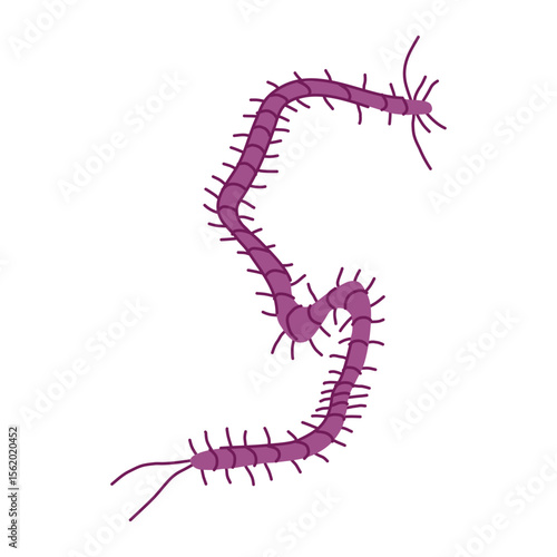 organism parasite cartoon vector illustration