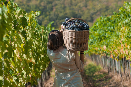 la vendemmia in toscana