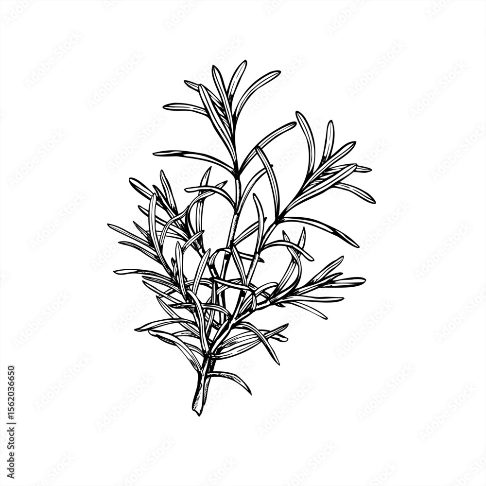 Naklejka premium Rosemary bouquet vector illustration painted by black inks. Mediterranean seasoning aromatic fresh lavender herbs etching drawing. Fragrant plant for spa products, cooking blogs, wedding decor