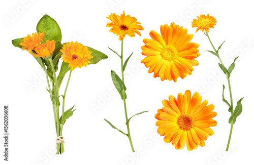 Marigold, which is often used as a medicinal plant to make ointment
