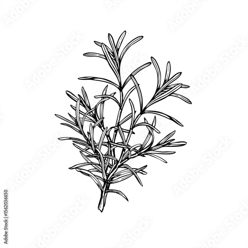 Rosemary bouquet vector illustration painted by black inks. Mediterranean seasoning aromatic fresh lavender herbs etching drawing. Fragrant plant for spa products, cooking blogs, wedding decor