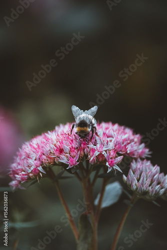 bee on pink flower