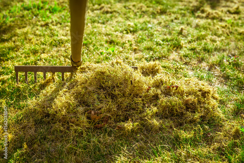 Cleaning up the grass with a rake. Aerating and scarifying the lawn in the garden. Improving the quality of the lawn by removing old grass and moss.
