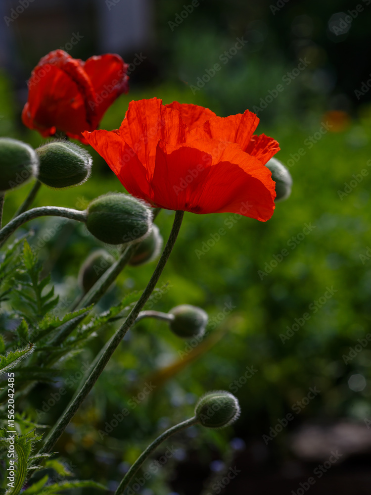 Obraz premium Oriental poppy , or small-leaved poppy ( Latin- Papaver orientale ) is a perennial herbaceous plant