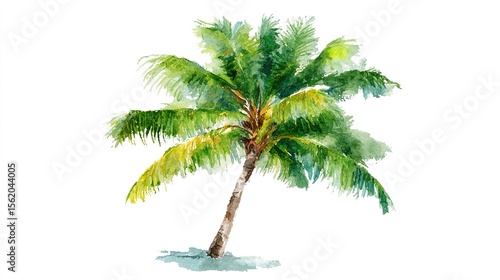Palm Tree watercolor art isolated on white background. Tropical green Hawaiian flora, summer palm watercolour hand drawn painting for greeting card, travel, vacation or holidays designs or prints