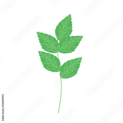 Mint leaf illustration. Hand drawn mint leaf illustration. Herbal leaf illustration. Flat design Green mint leaf illustration. Mint leaf illustration with branches