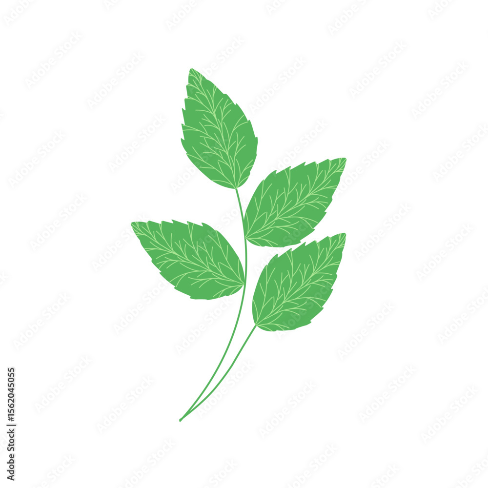 Fototapeta premium Mint leaf illustration. Hand drawn mint leaf illustration. Herbal leaf illustration. Flat design Green mint leaf illustration. Mint leaf illustration with branches