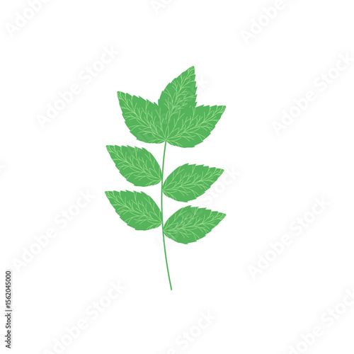 Mint leaf illustration. Hand drawn mint leaf illustration. Herbal leaf illustration. Flat design Green mint leaf illustration. Mint leaf illustration with branches