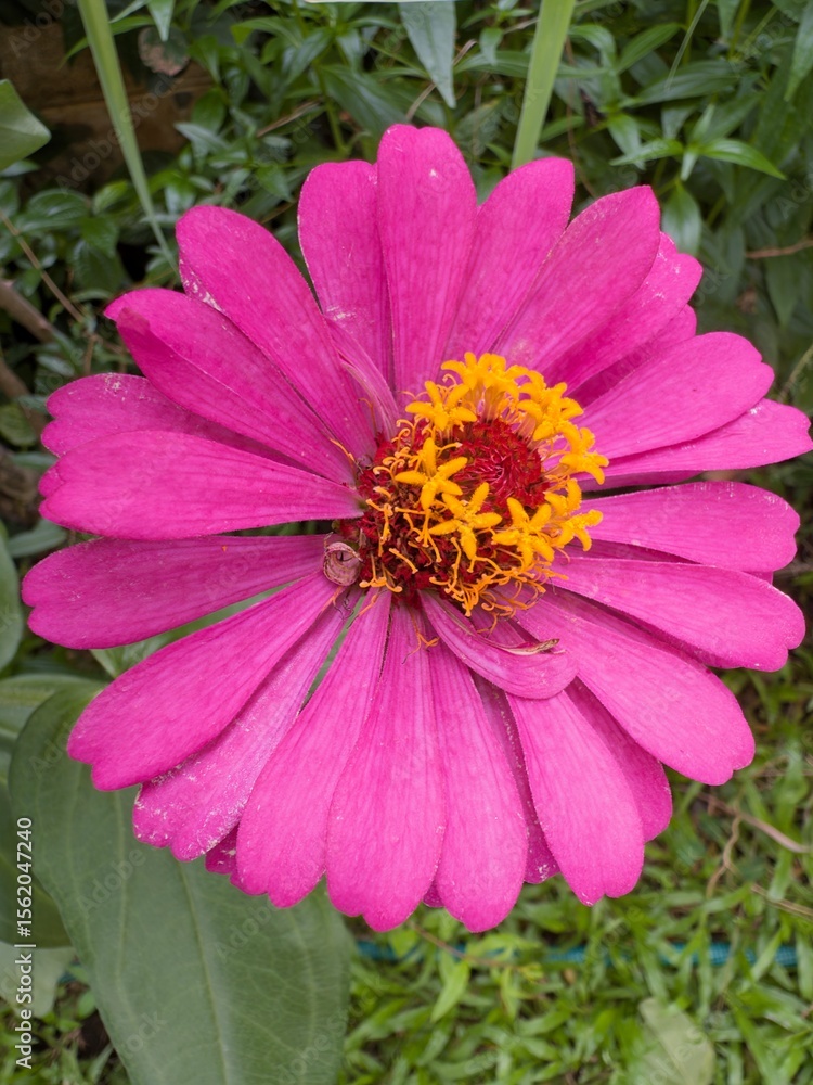 Fototapeta premium pink flower